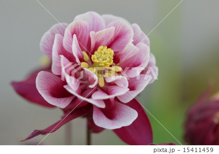 オダマキの花 オダマキの花 15411459