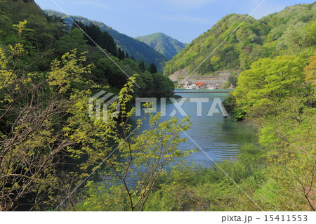新緑の庄川峡湖上遊覧船 新緑の庄川峡湖上遊覧船 15411553