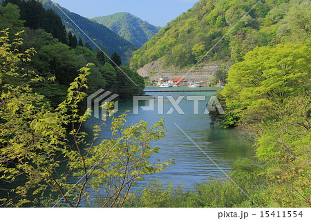 新緑の庄川峡湖上遊覧船 新緑の庄川峡湖上遊覧船 15411554