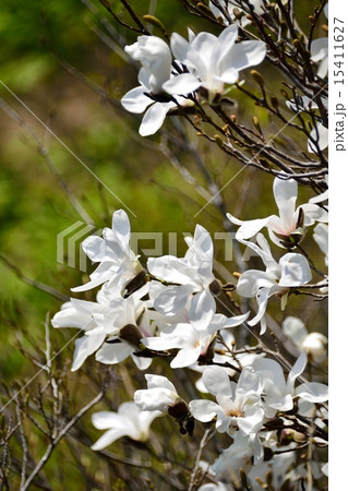 春の光とタムシバの花 15411627