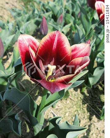 チューリップ チューリップ 15411834