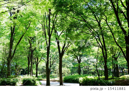 新緑の新宿中央公園 15411881