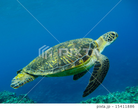 ウミガメ ウミガメ 15411886