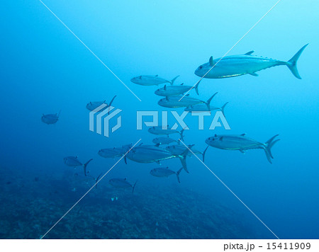 イソマグロ 15411909