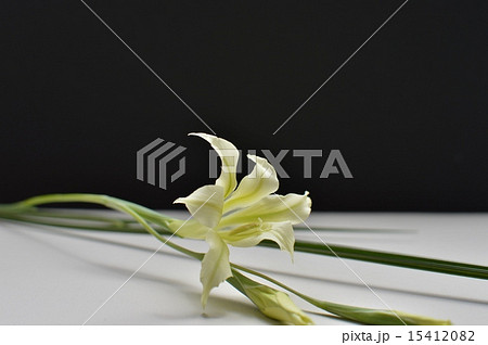 グラジオラス 15412082