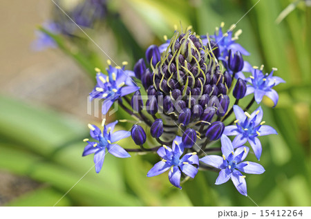 オオツルボ(シラー・ペルビアナ) オオツルボ(シラー・ペルビアナ) 15412264