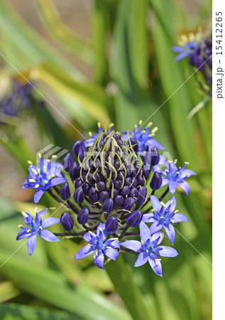 オオツルボ（シラー・ペルビアナ） 15412265