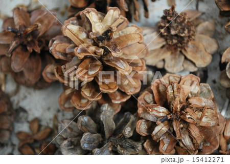 松ぼっくり材料 15412271