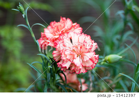 花びらの縁が赤いカーネーションの写真素材