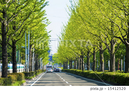 新緑の銀杏並木 15412520