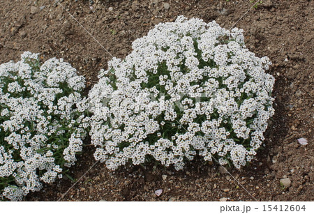 白色　小花　02 15412604