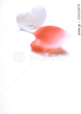 花びら 花びら 15412675