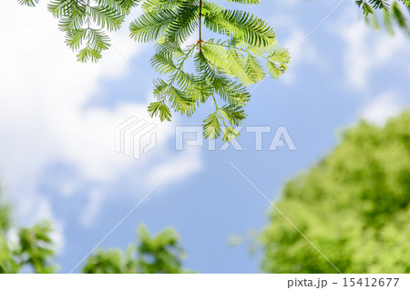 メタセコイヤ 15412677