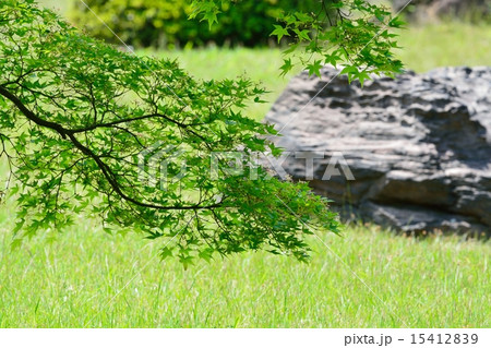 新緑の六義園 15412839