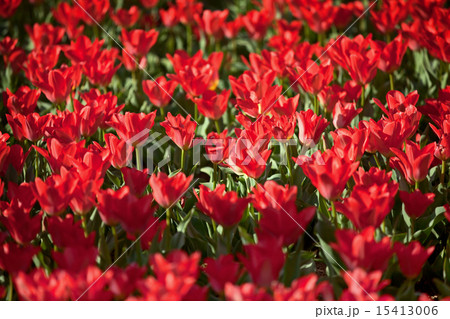 Blooming red tulips Blooming red tulips 15413006
