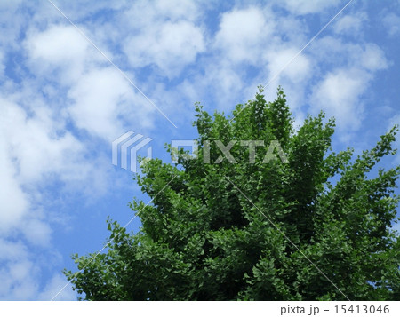 夏のイチョウの木 夏のイチョウの木 15413046