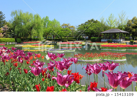 砺波チューリップ公園 15413109