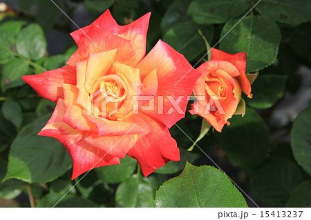 バラ／ゴールデンボーダー 15413237