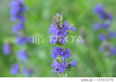 ヒソップ ヒソップ 15413279