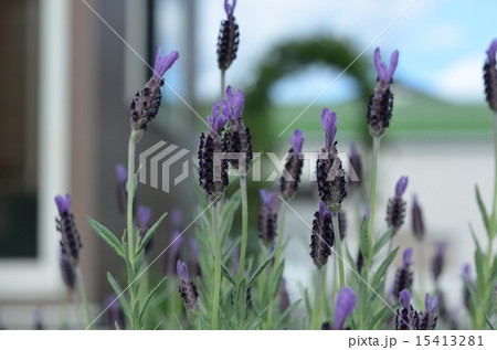 ラベンダー　エイボンビュー 15413281