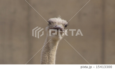 にらめっこ 15413300