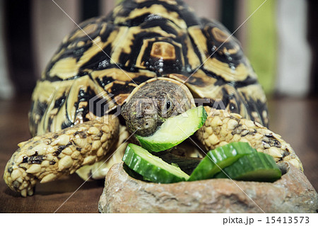 Leopard tortoise is feeding 15413573