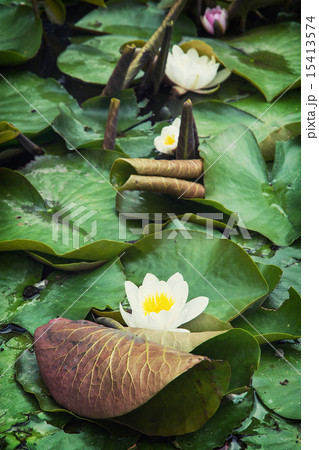 Beautiful blooming water lilies in the garden 15413574