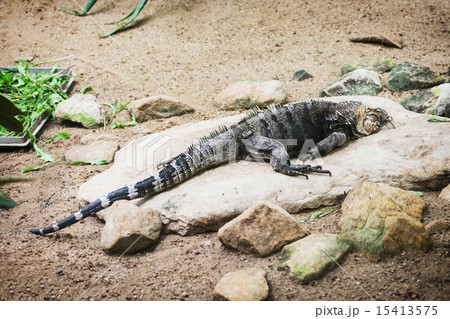 Cuban rock iguana (Cyclura nubila) 15413575