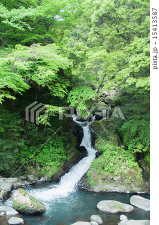 新緑の箱根早川渓谷の支流 15413587