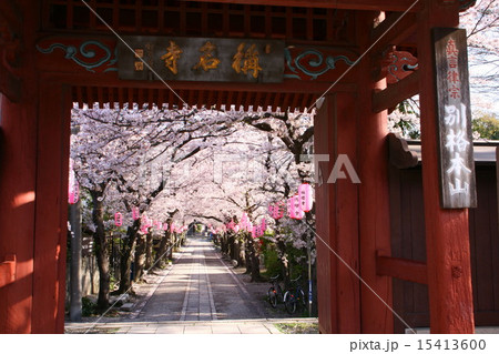 金沢文庫称名寺参道の桜並木 15413600