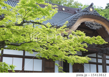 新緑の深大寺 15413612