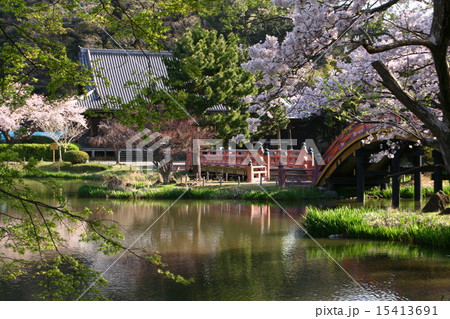 金沢文庫称名寺庭園の桜開花 15413691