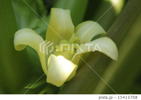 自然 植物 パパイア 雌雄異株 これは雌花です 雄花に比べてずいぶんきれいで立派ですの写真素材