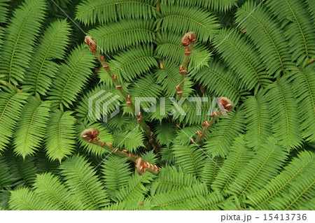 特大 ヒカゲヘゴ ヘゴ シダ 双頭 二株 - 植物/観葉植物