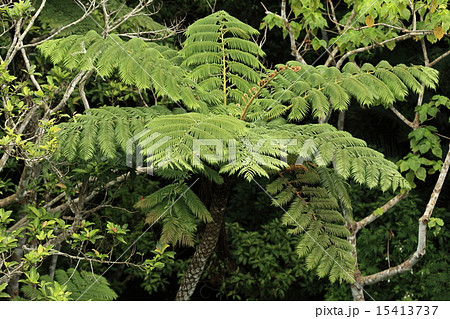 自然 植物 ヒカゲヘゴ 巨大なシダ植物です 日の光を求めて葉をいっぱいに広げますの写真素材