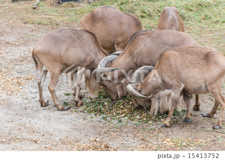 billygoat 15413752