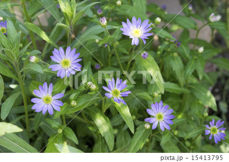 ミヤコワスレ ミヤコワスレ 15413795