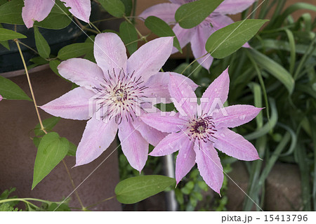 クレマチス　ハーモニー 15413796