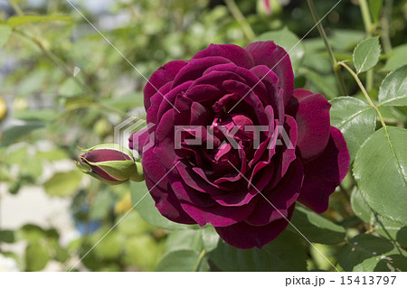 バラ 真夜 バラ 真夜 15413797