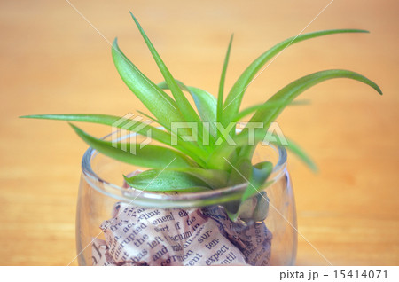 エアプランツ 15414071