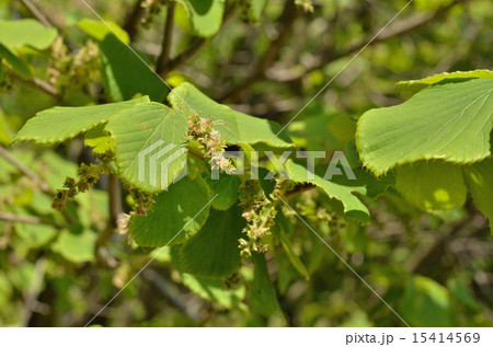 樹木:シナミズキ マンサク科 樹木:シナミズキ マンサク科 15414569