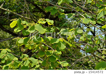 樹木:シナミズキ マンサク科 樹木:シナミズキ マンサク科 15414572