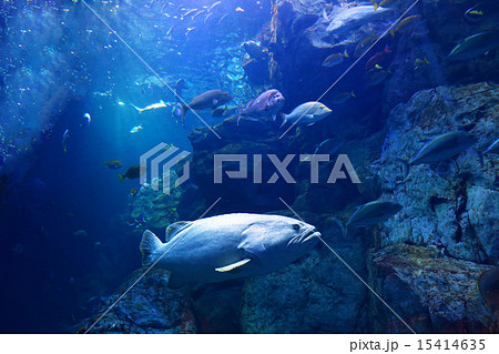 アクアリューム アクアリューム 15414635