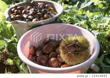 栗拾い 15414695