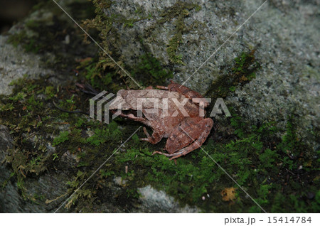 タゴガエル 15414784