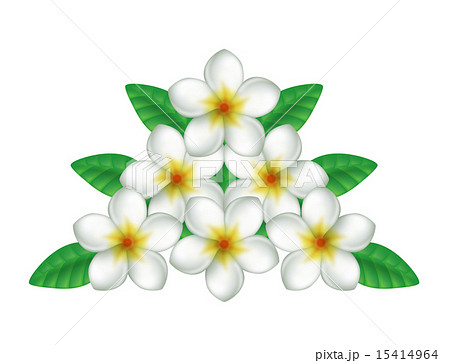 プルメリア プルメリア 15414964