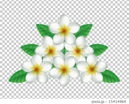 プルメリア プルメリア 15414964