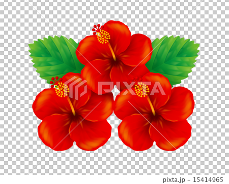 ハイビスカス/赤 ハイビスカス/赤 15414965