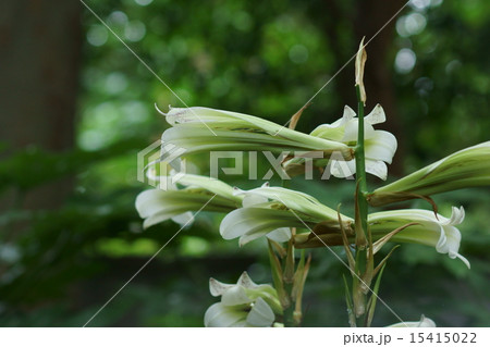 姥百合　ウバユリと申します。 15415022