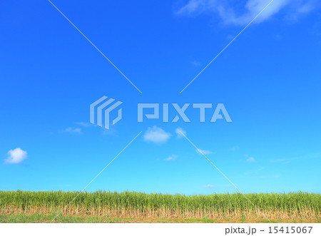 サトウキビ畑 15415067